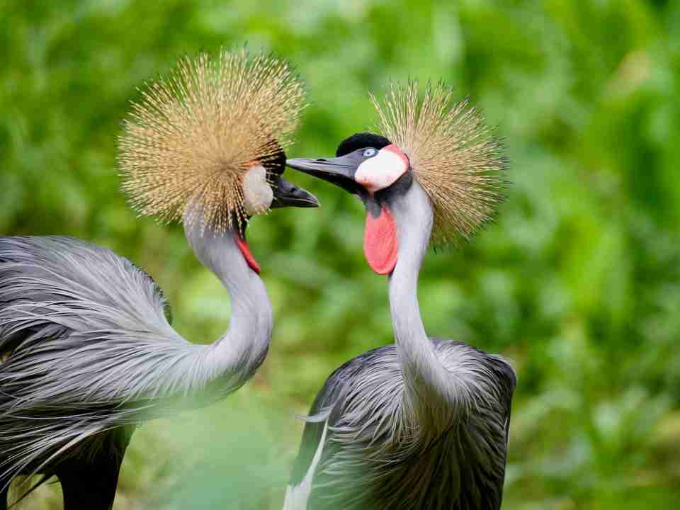 Birds of Uganda - The Grey Crowned Crane