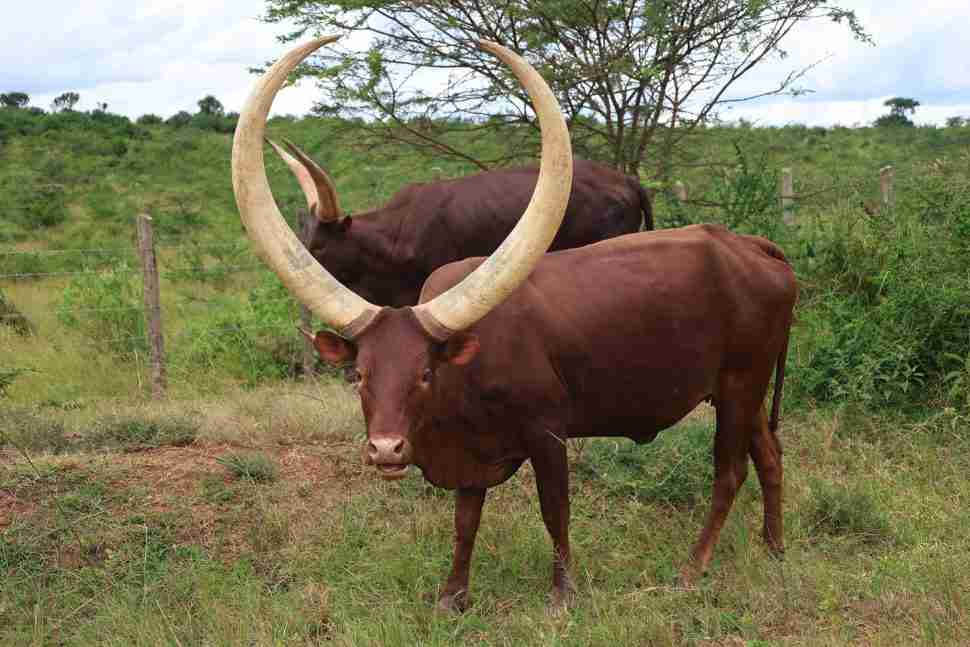 Ankole long horned cattle, Uganda Farm experience