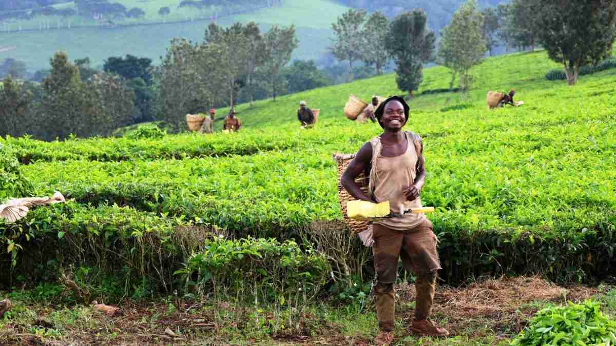 Tea peaking in Fort Portal, Uganda Farm experiences
