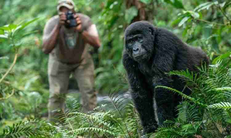 Up close with gorilla photography