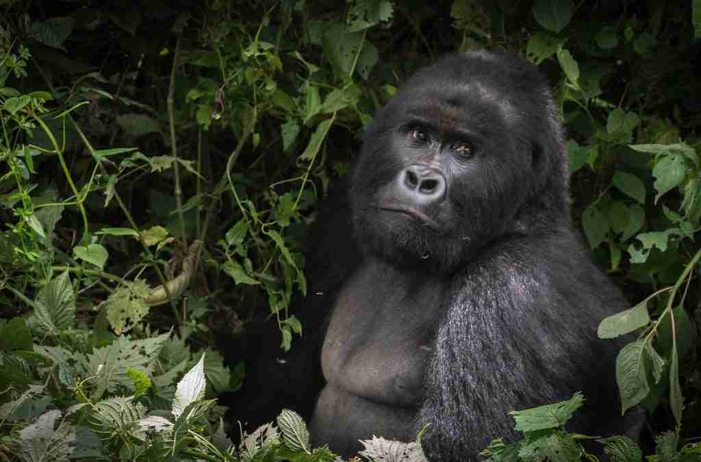 Gorilla Trekking in Bwindi