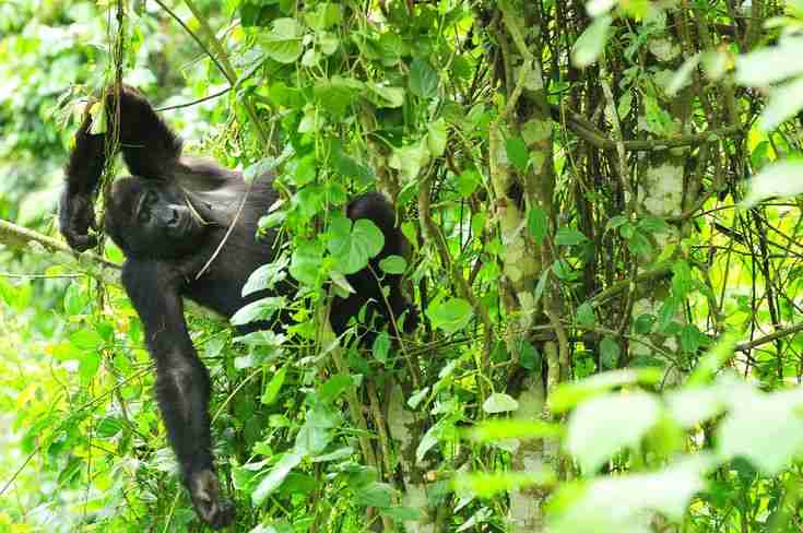 4x4 safari vehicle driving toward Bwindi National Park for gorilla trekking.