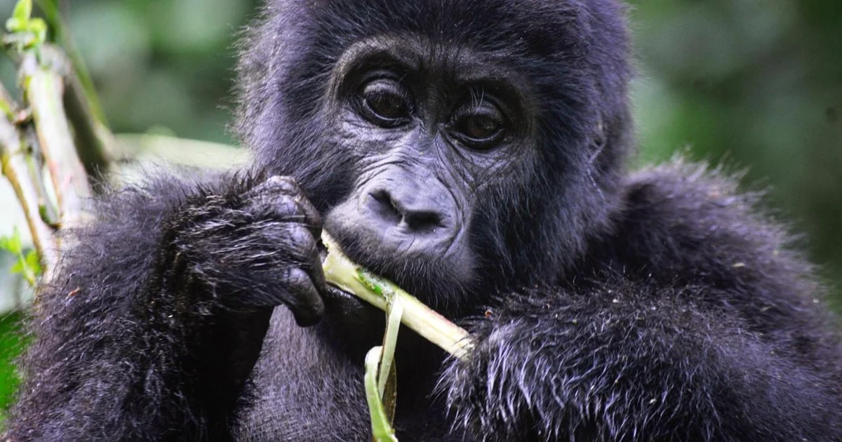 Affordable gorilla trekking Uganda April