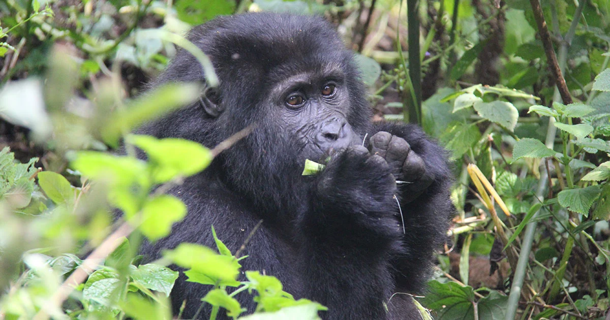 Gorilla Habituation Experience Uganda