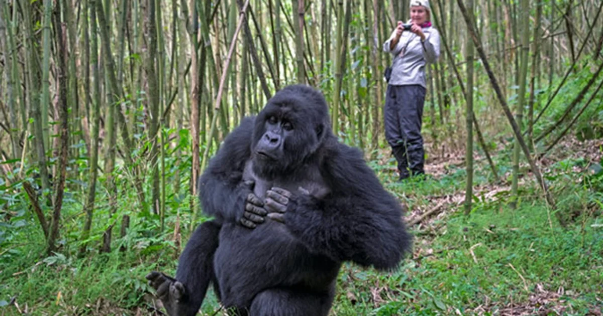 Uganda gorilla safari cost in Bwindi Impenetrable Forest